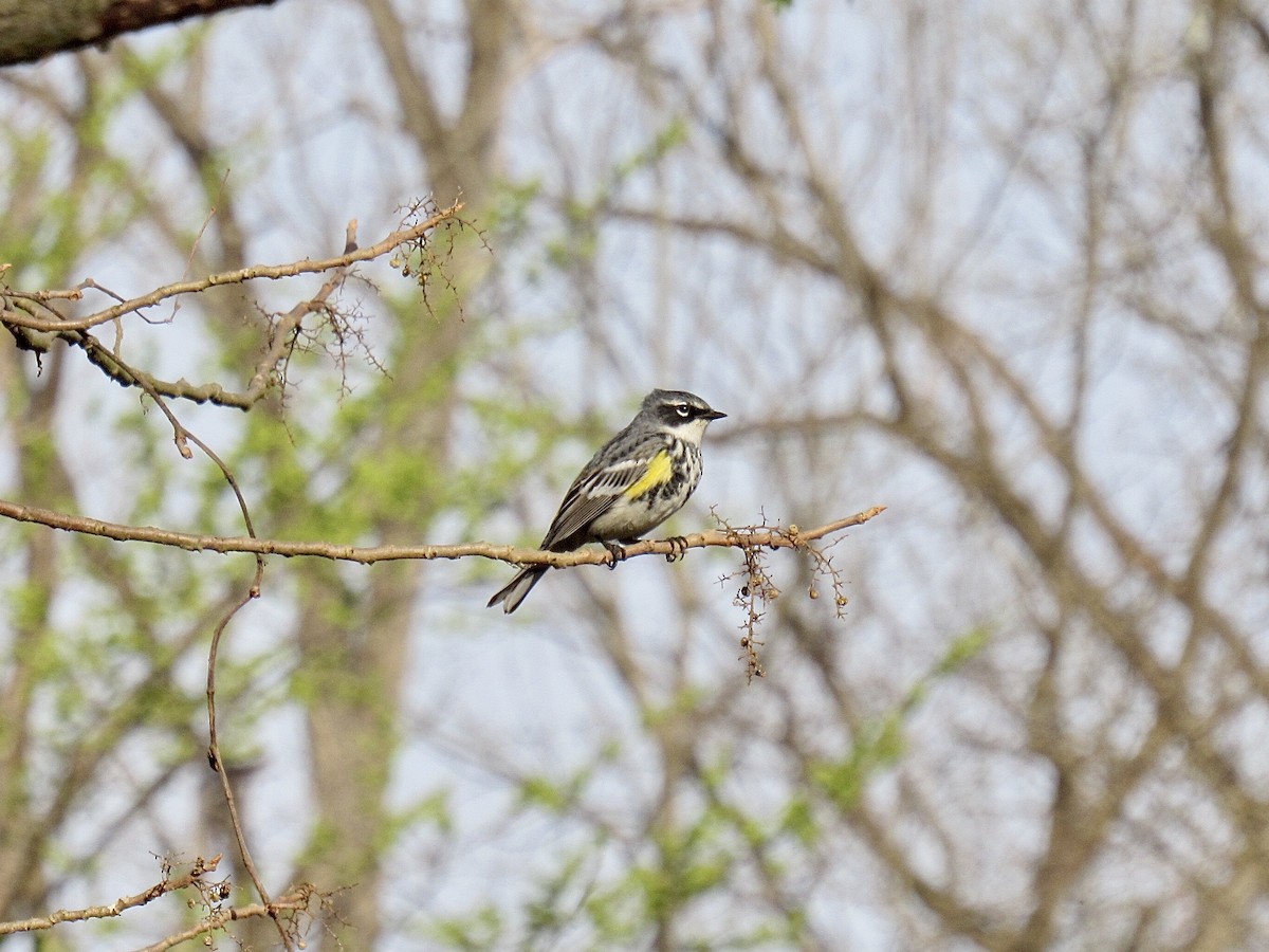 Yellow-rumped Warbler - ML324737771