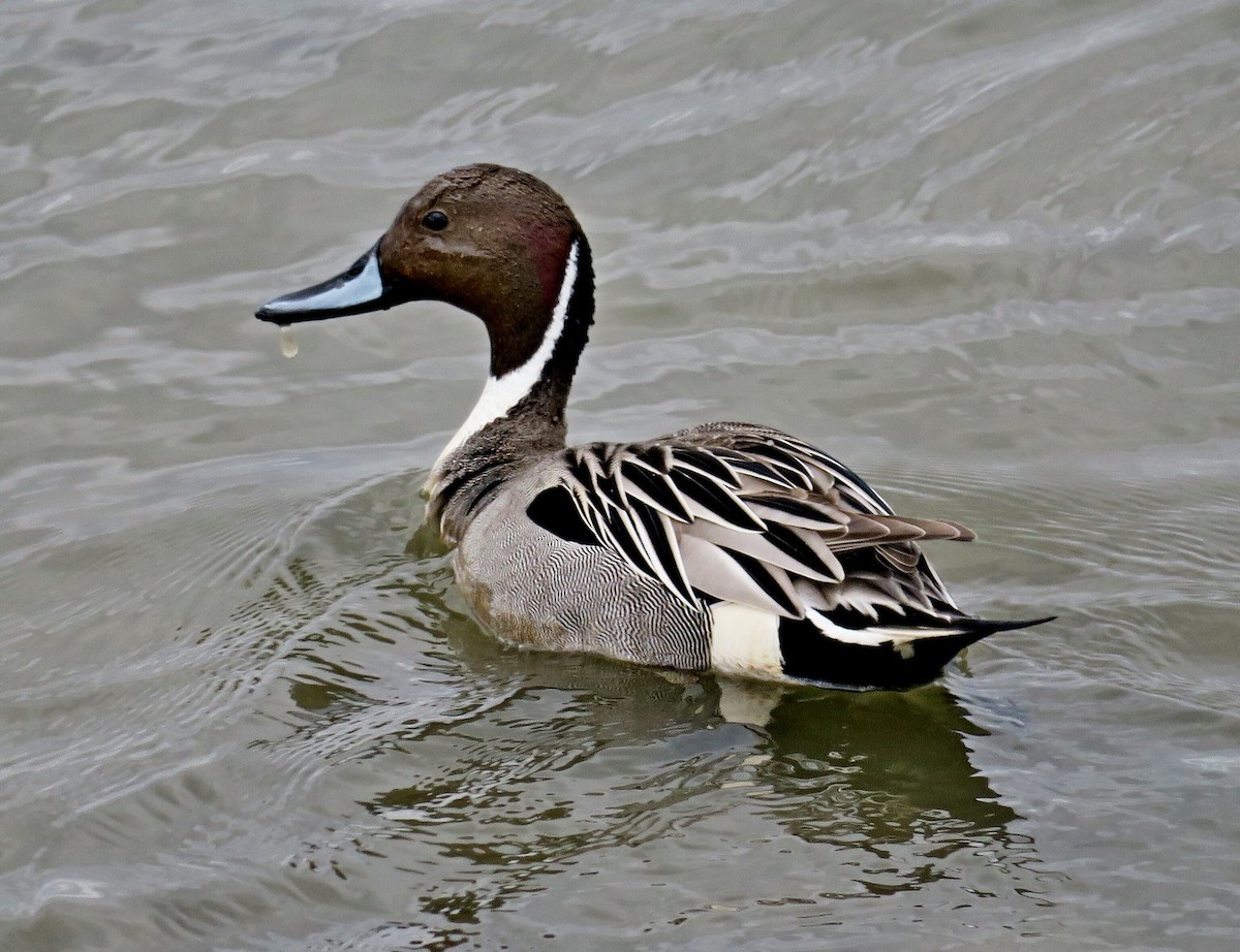 Northern Pintail - ML324743451