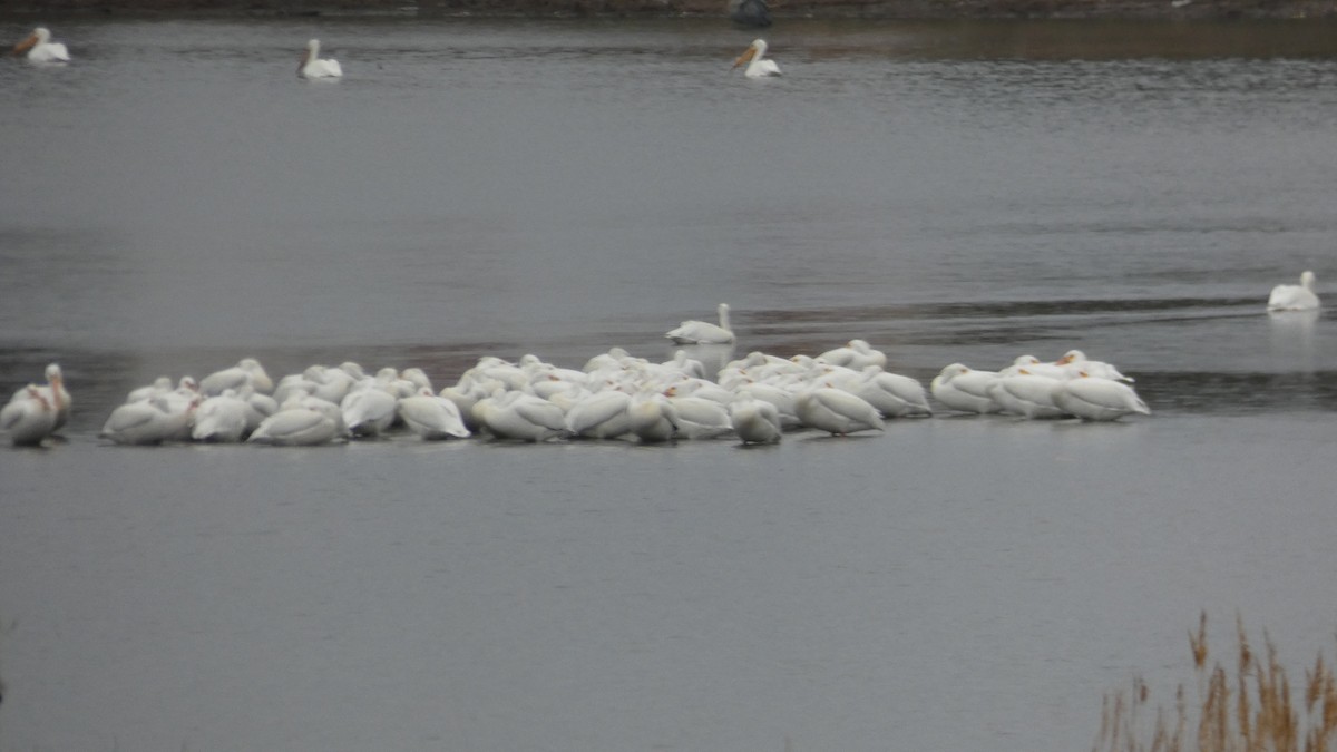 American White Pelican - ML324744111