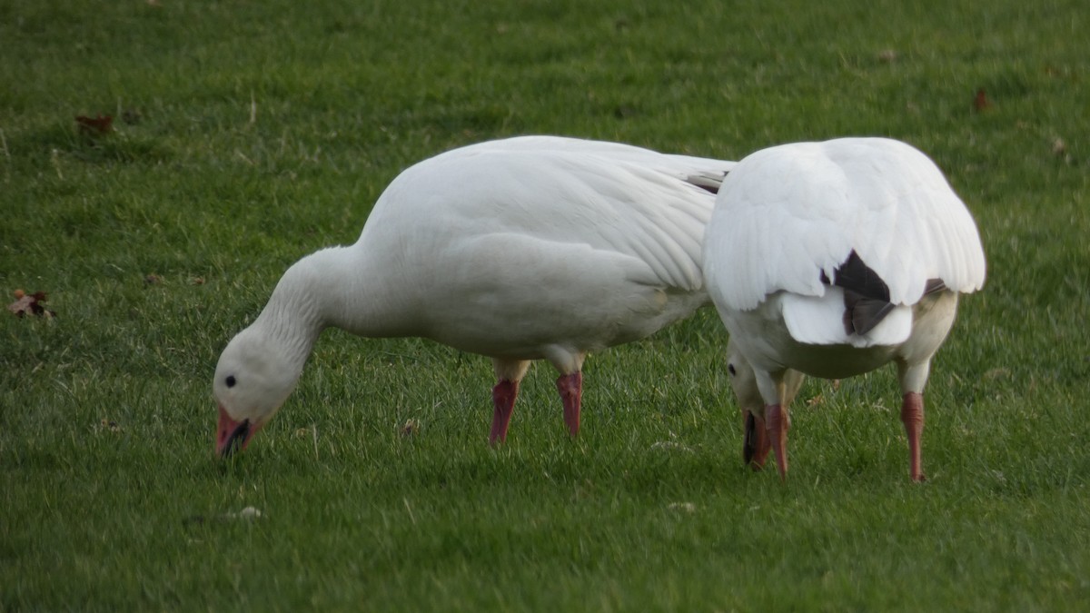 Snow Goose - ML324744881