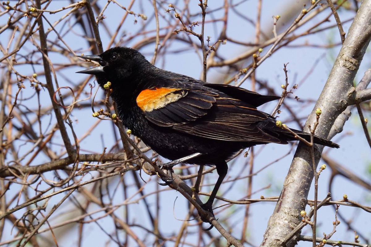 Red-winged Blackbird - ML324747231