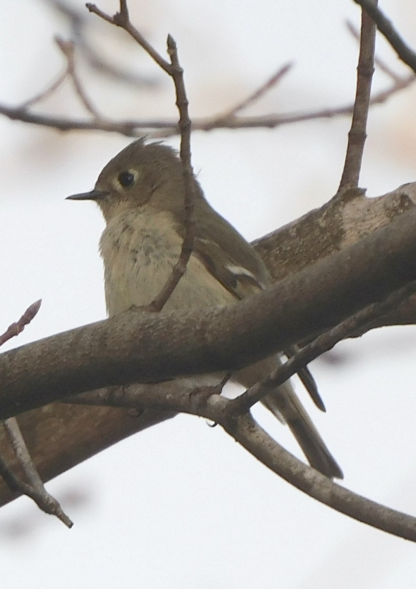 Ruby-crowned Kinglet - Lee Gray