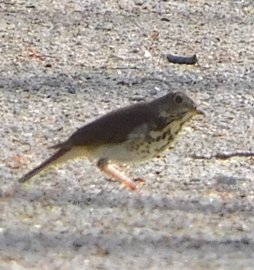 Hermit Thrush - ML324747371