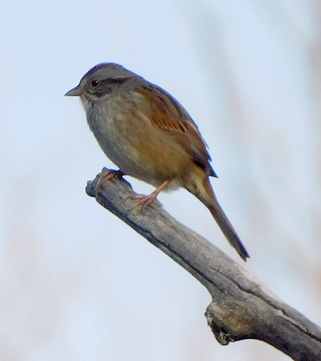 Swamp Sparrow - ML324747491