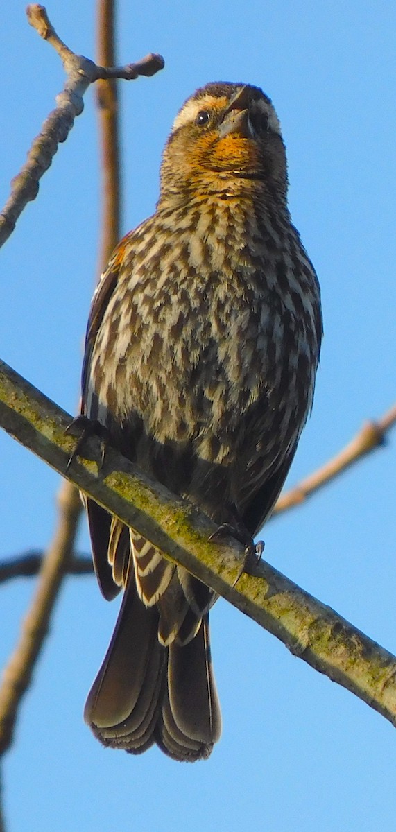 Red-winged Blackbird - ML324747541