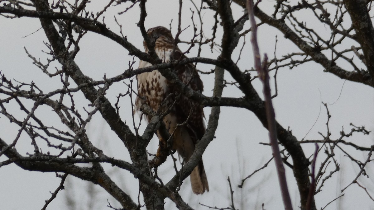 Red-tailed Hawk - Mary Winegar