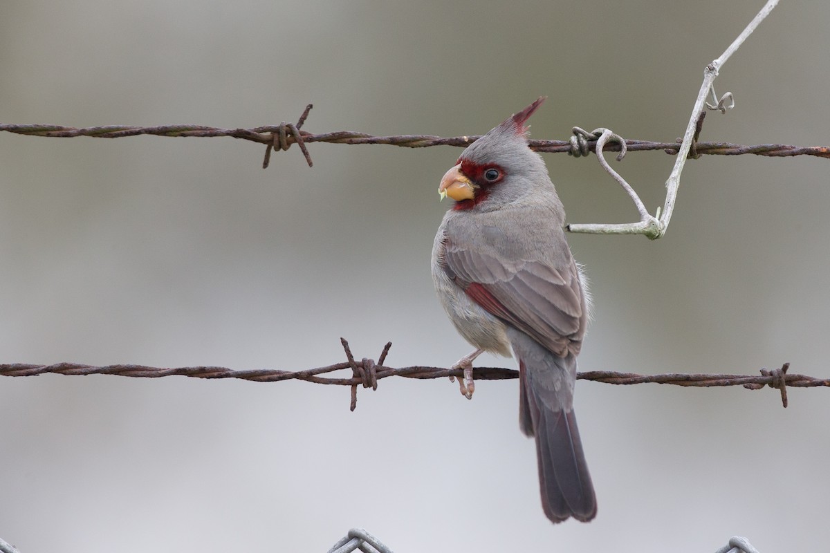 Pyrrhuloxia - Chris Wood