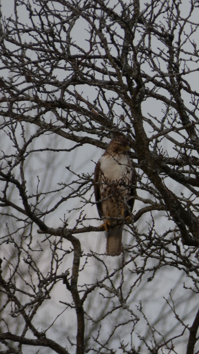 Red-tailed Hawk - Mary Winegar