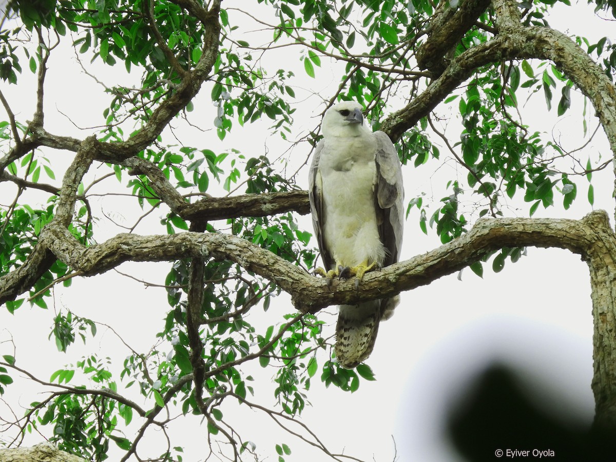 Harpy Eagle - Eyiver Oyola Oviedo