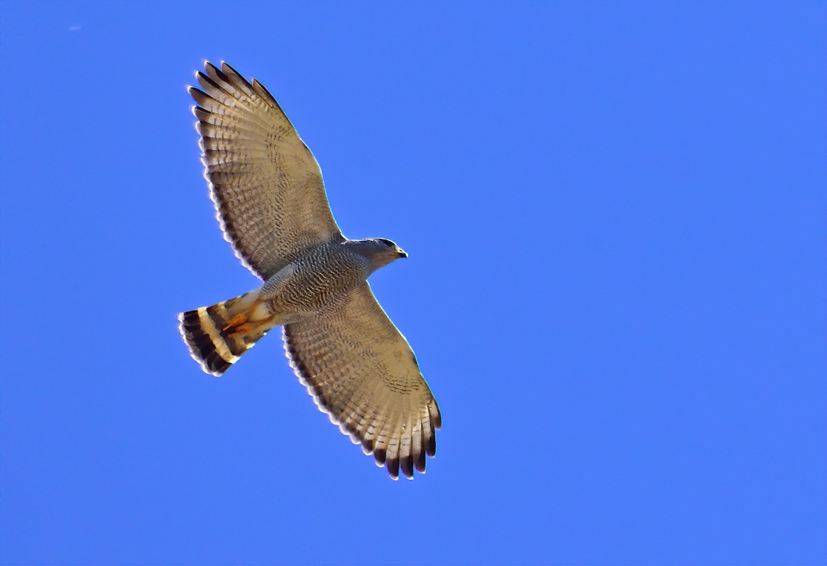 Gray Hawk - Ad Konings