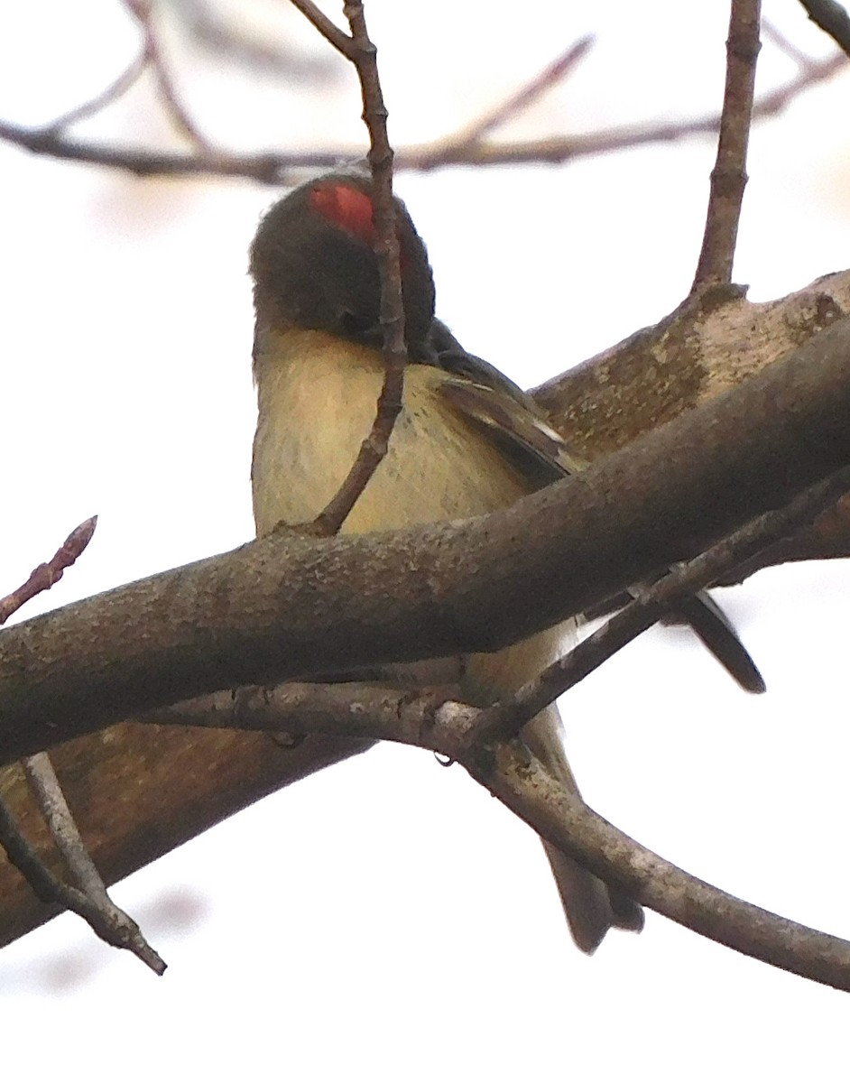 Ruby-crowned Kinglet - ML324749381