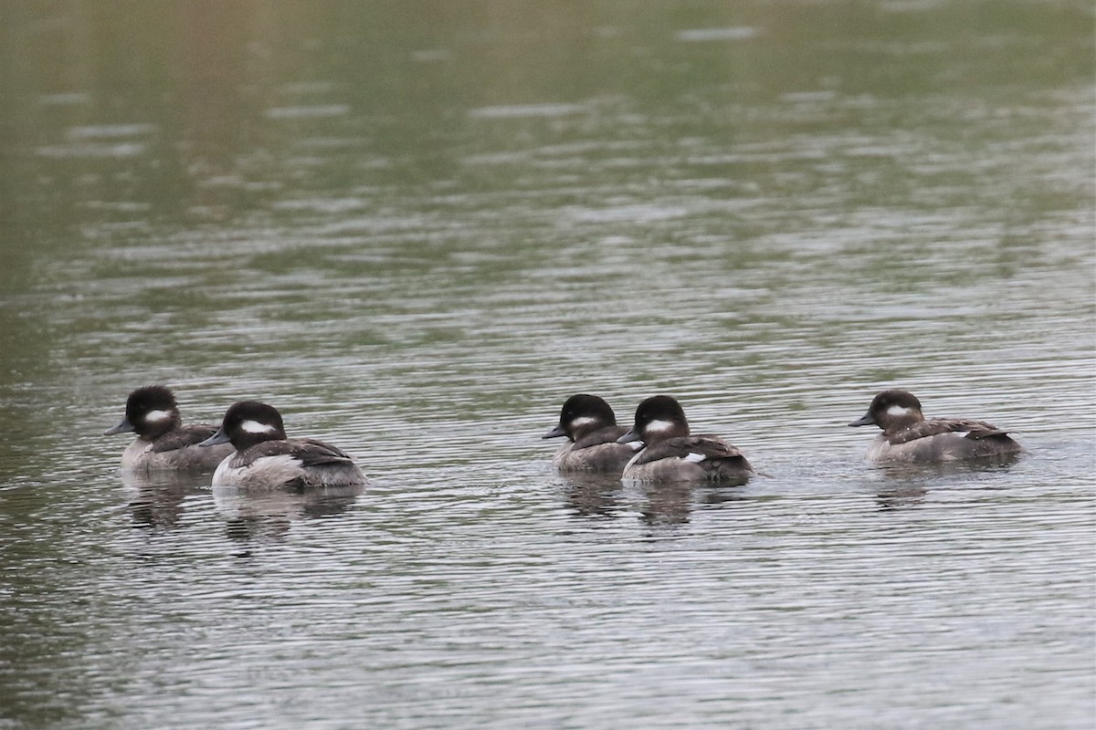 Bufflehead - ML324751561