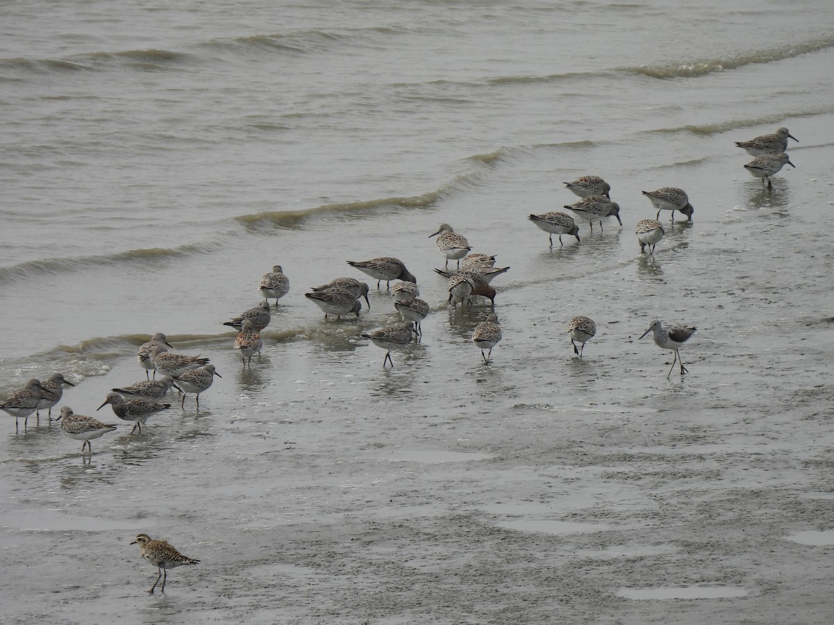 Great Knot - ML324753141