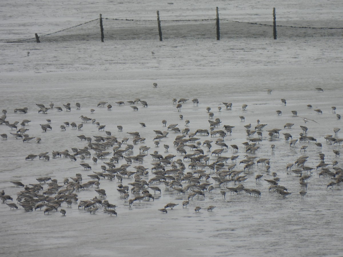 Great Knot - ML324753931