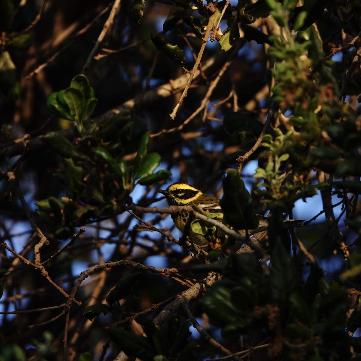 Townsend's Warbler - ML324754191