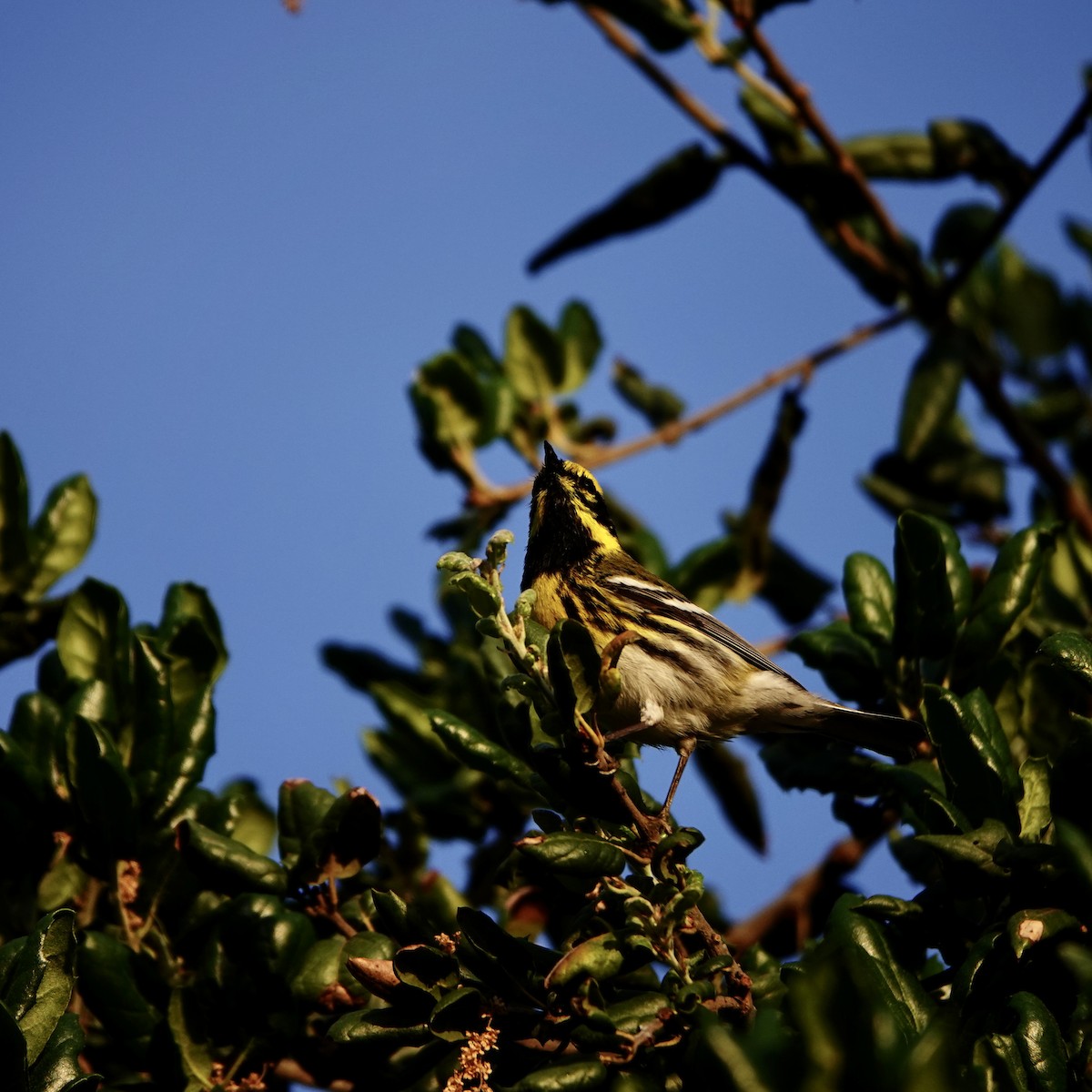 Townsend's Warbler - ML324754231