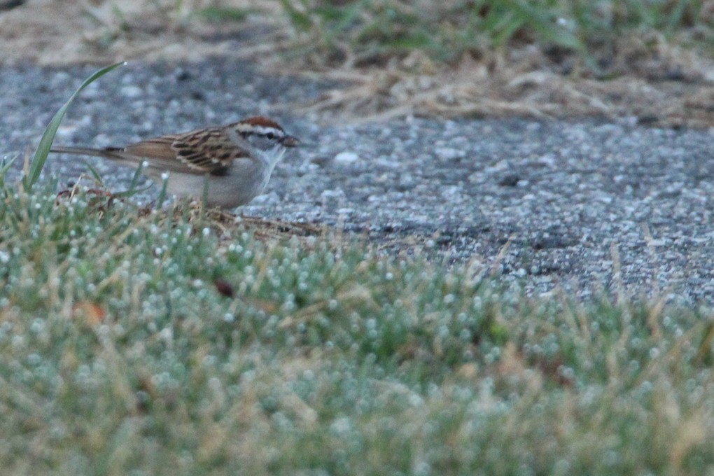 Chipping Sparrow - ML324754261