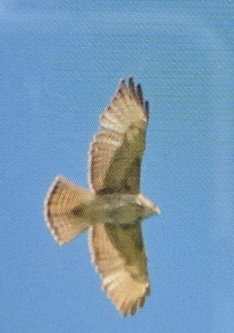 Broad-winged Hawk - ML324754521