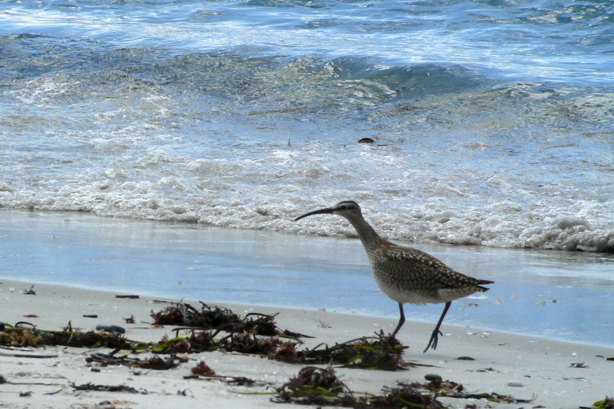 Whimbrel (Hudsonian) - ML32475751