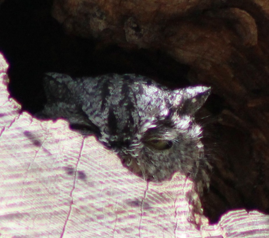 Western Screech-Owl - ML32475901