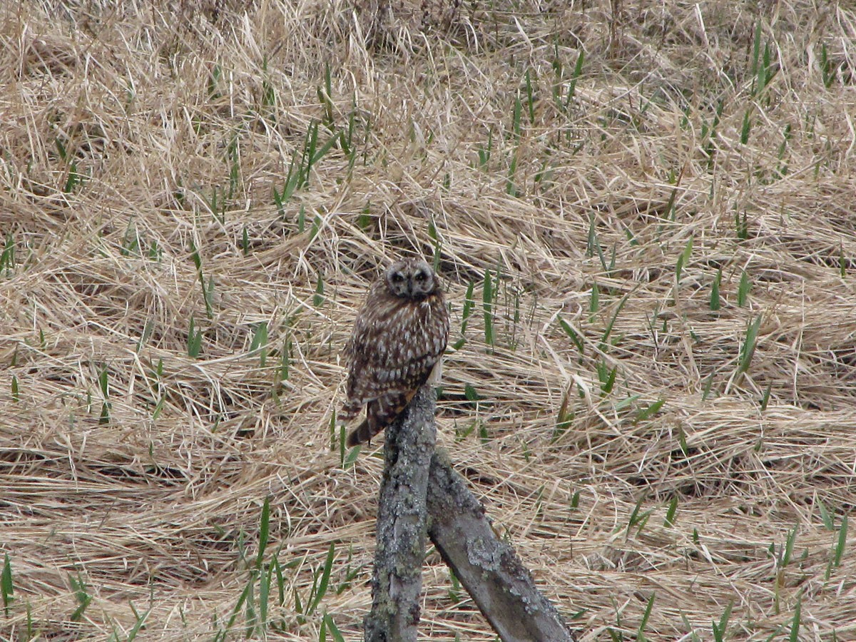 Short-eared Owl - ML32475971