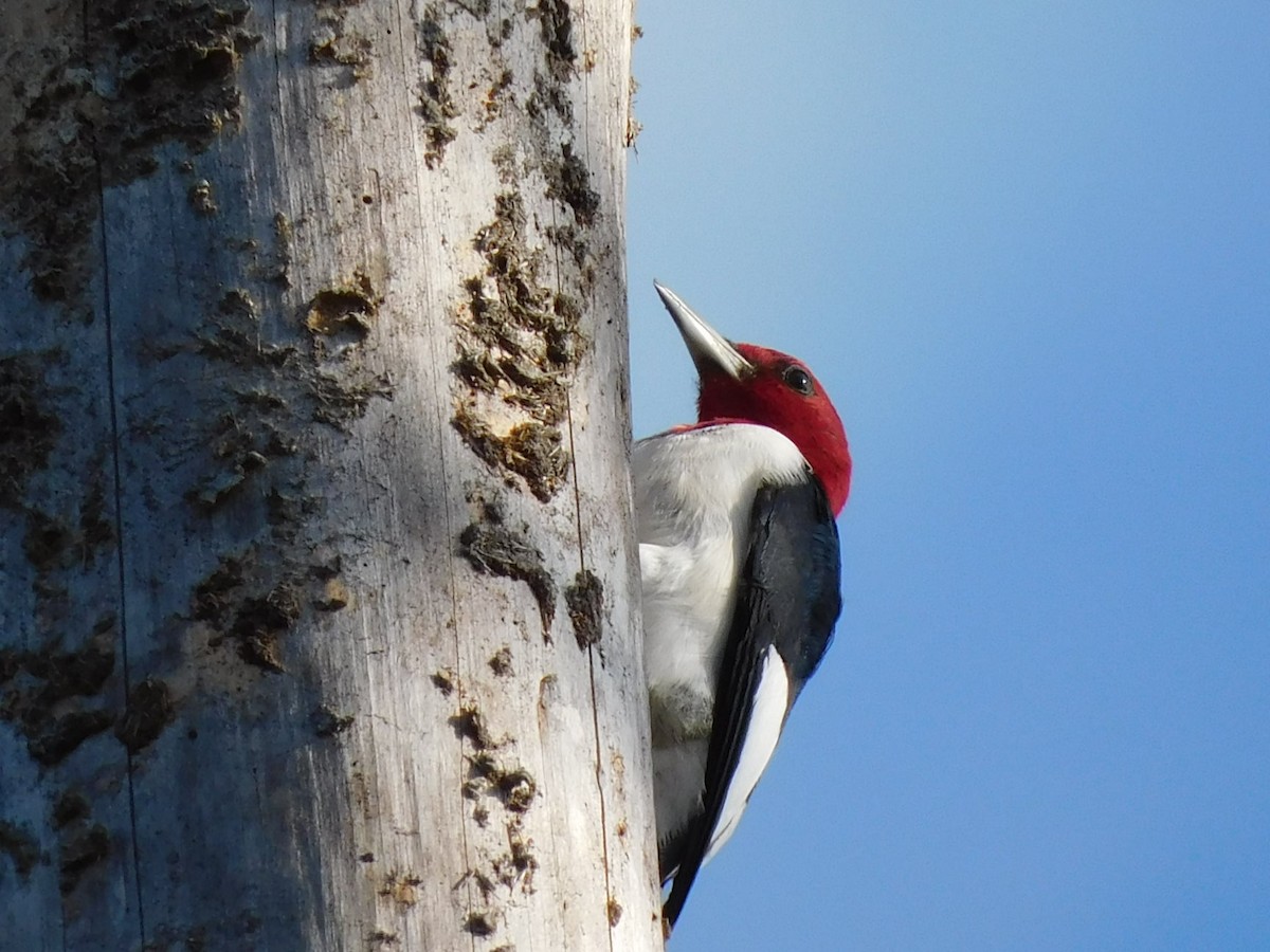 Red-headed Woodpecker - ML324760561