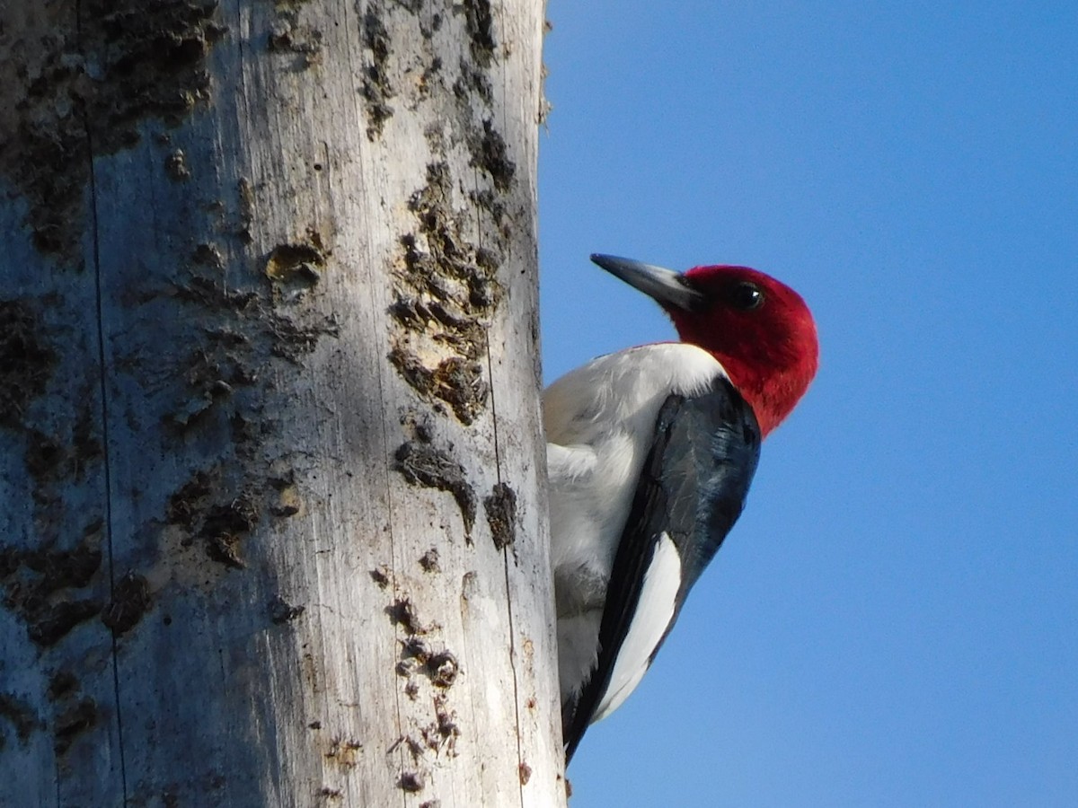 Red-headed Woodpecker - ML324760591
