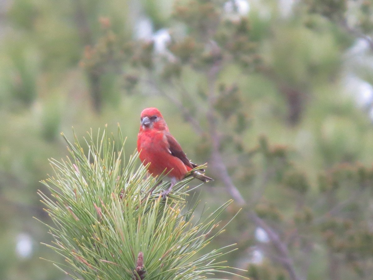 Red Crossbill (Northeastern or type 12) - ML324760601