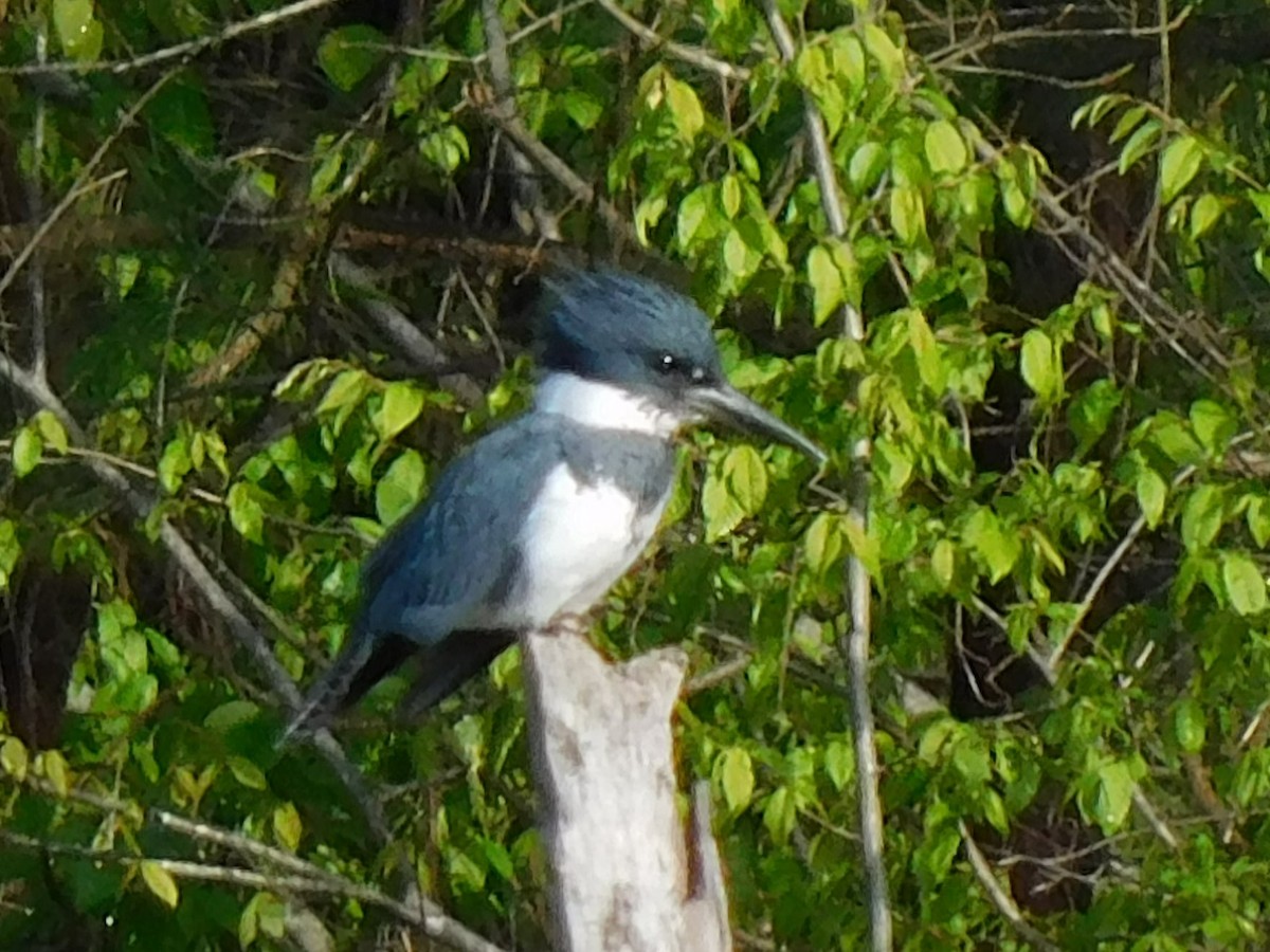 Belted Kingfisher - ML324760641