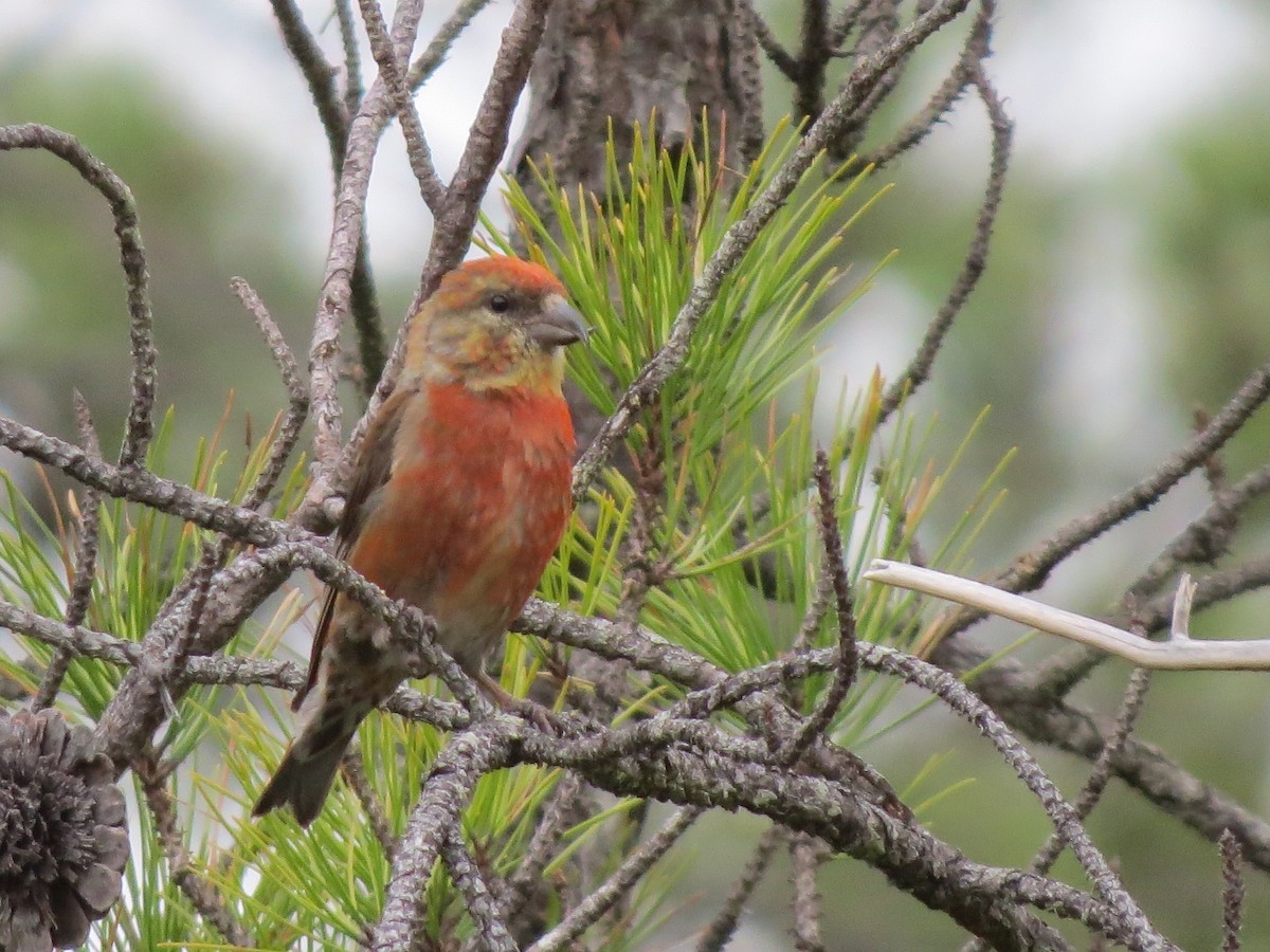 Red Crossbill (Northeastern or type 12) - ML324760661