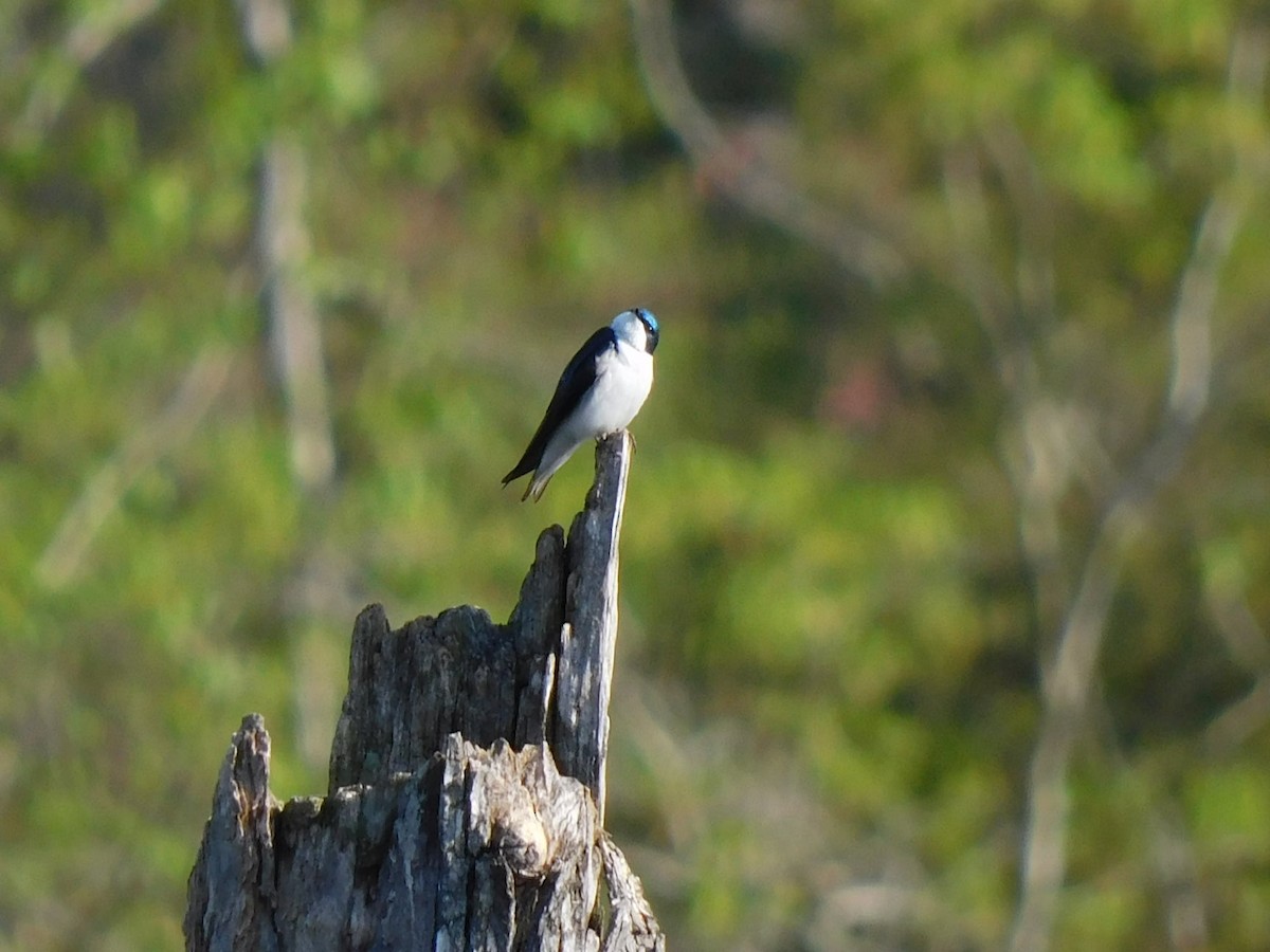 Tree Swallow - ML324760721