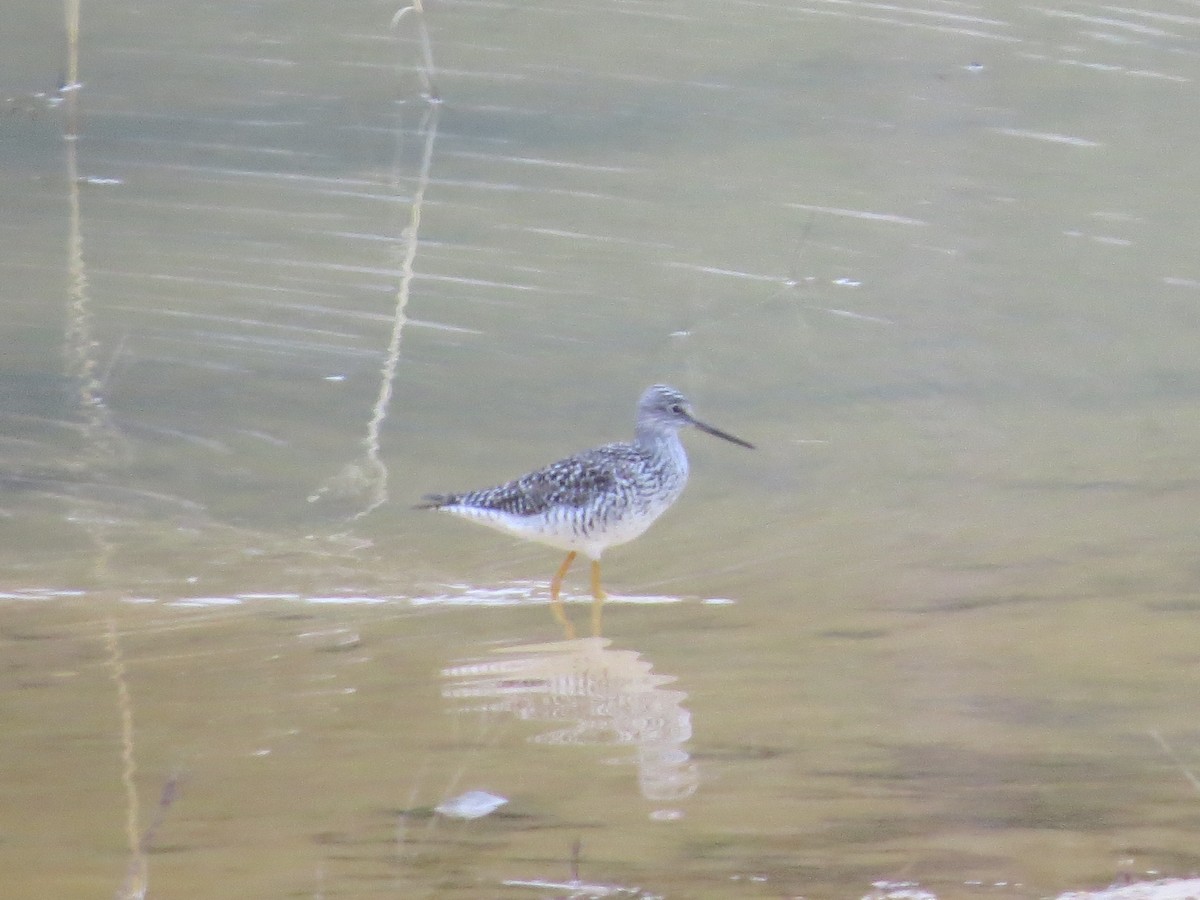 Greater Yellowlegs - ML324760811