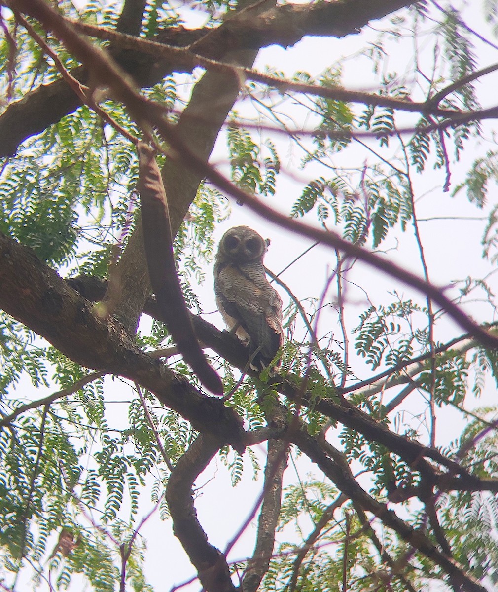 Mottled Wood-Owl - ML324761971