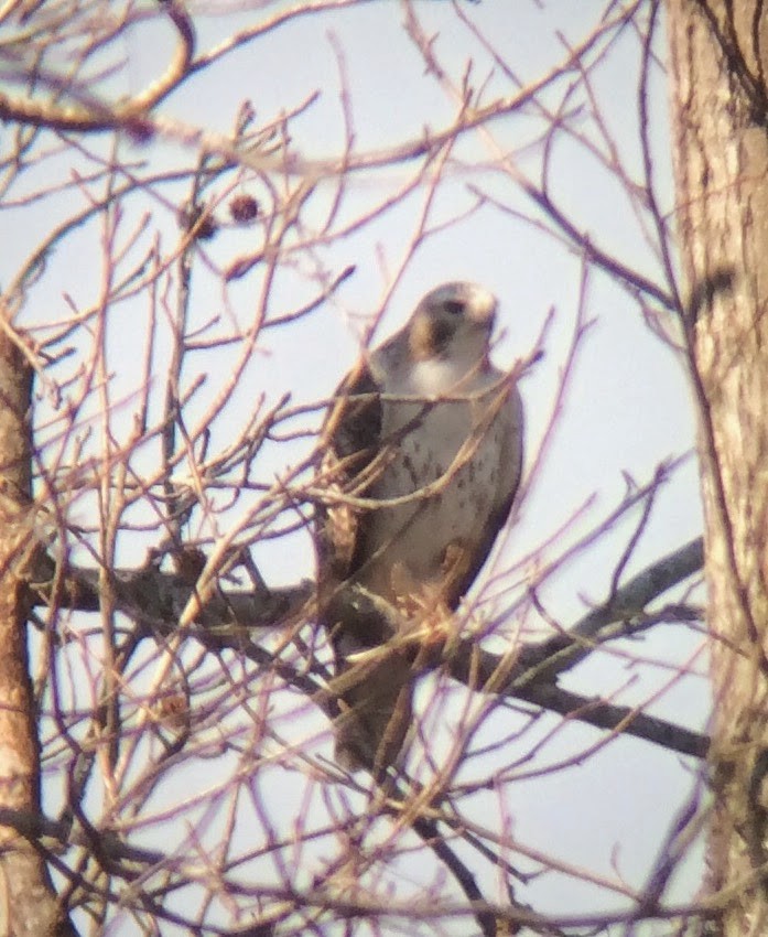 Red-tailed Hawk - ML32476601