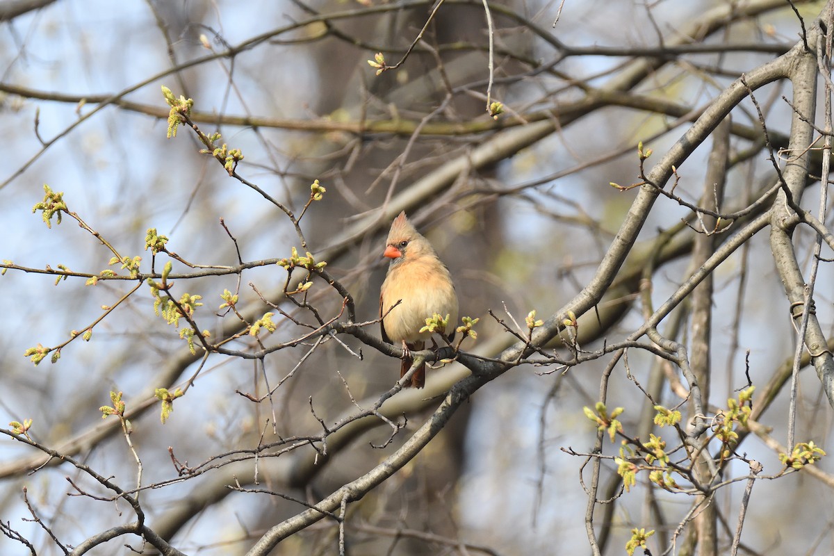Northern Cardinal - ML324766361