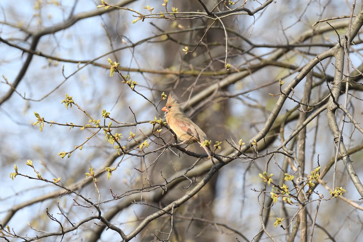 Northern Cardinal - ML324766391