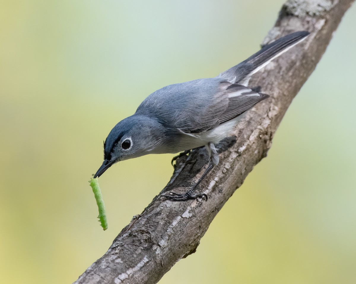 Blue-gray Gnatcatcher - ML324766991