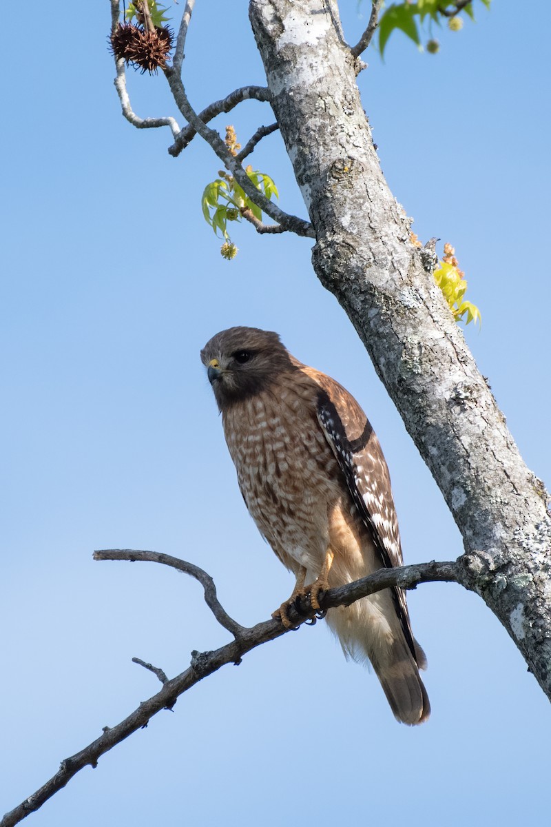 Red-shouldered Hawk - ML324767121