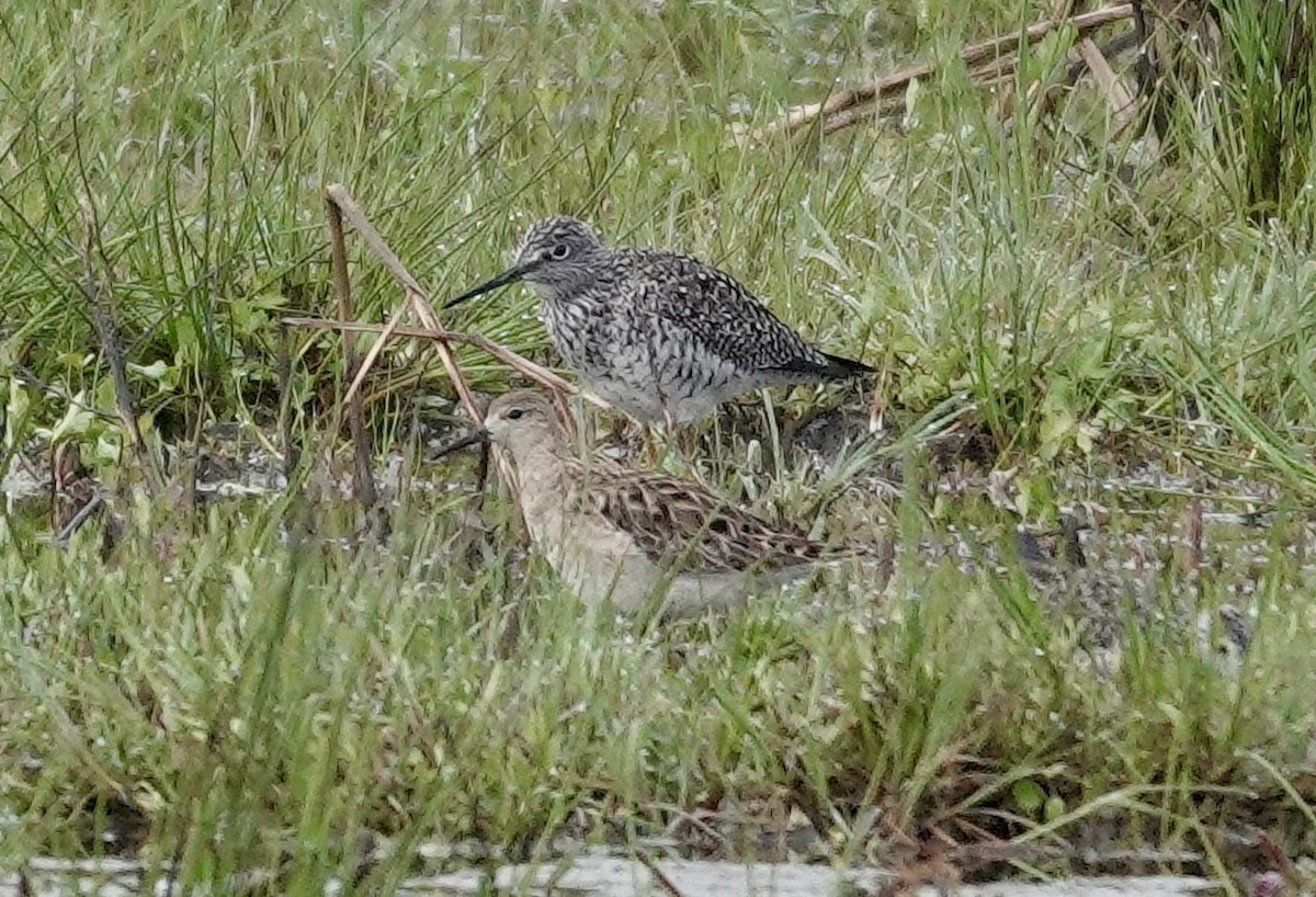 Combattant varié - ML324768071