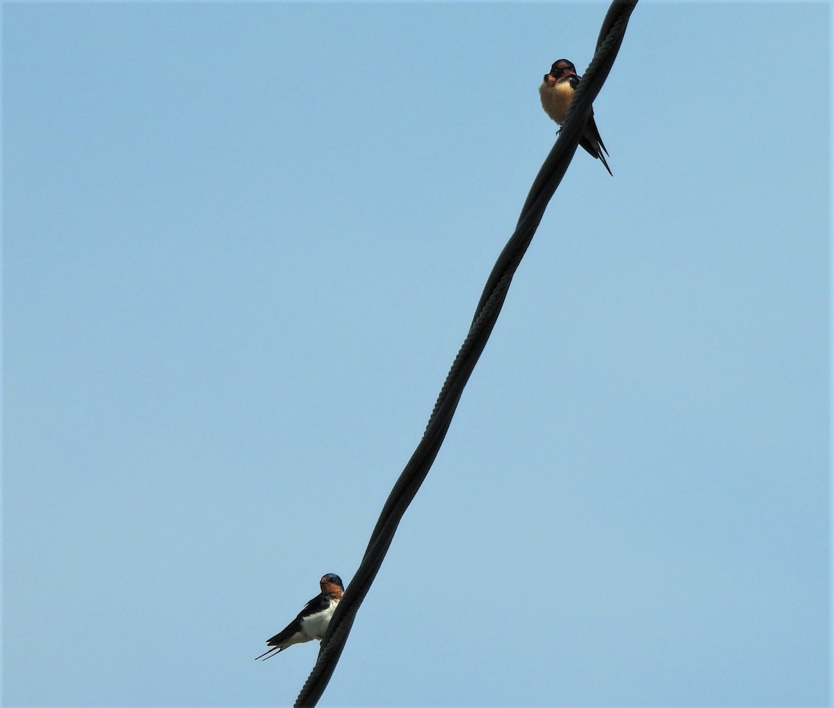Barn Swallow - Carol Baird Molander