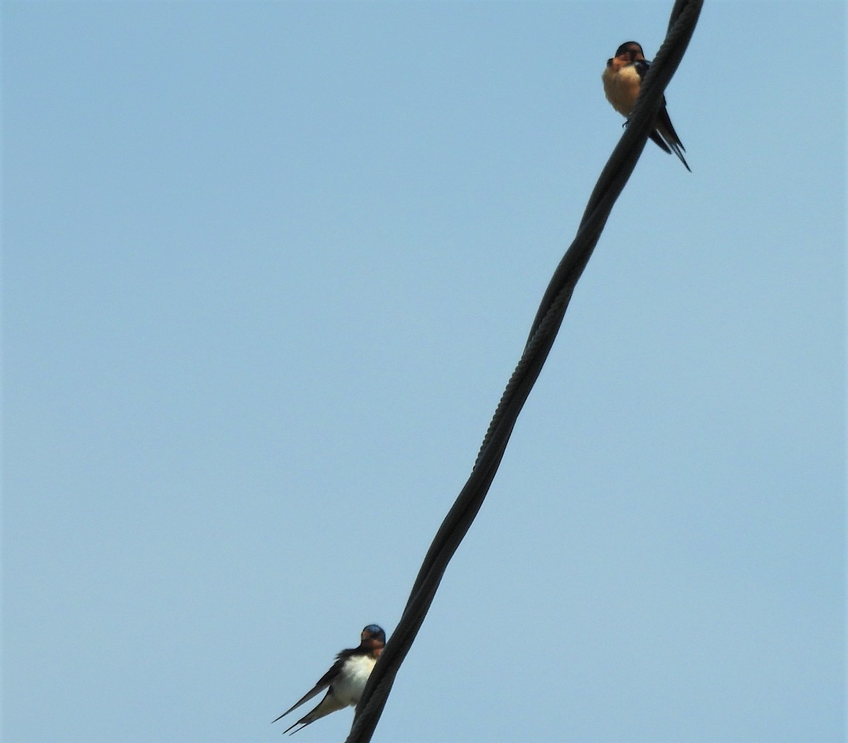 Barn Swallow - ML324768901