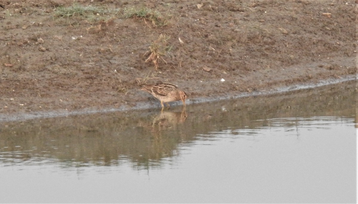 Common Snipe - ML324769081