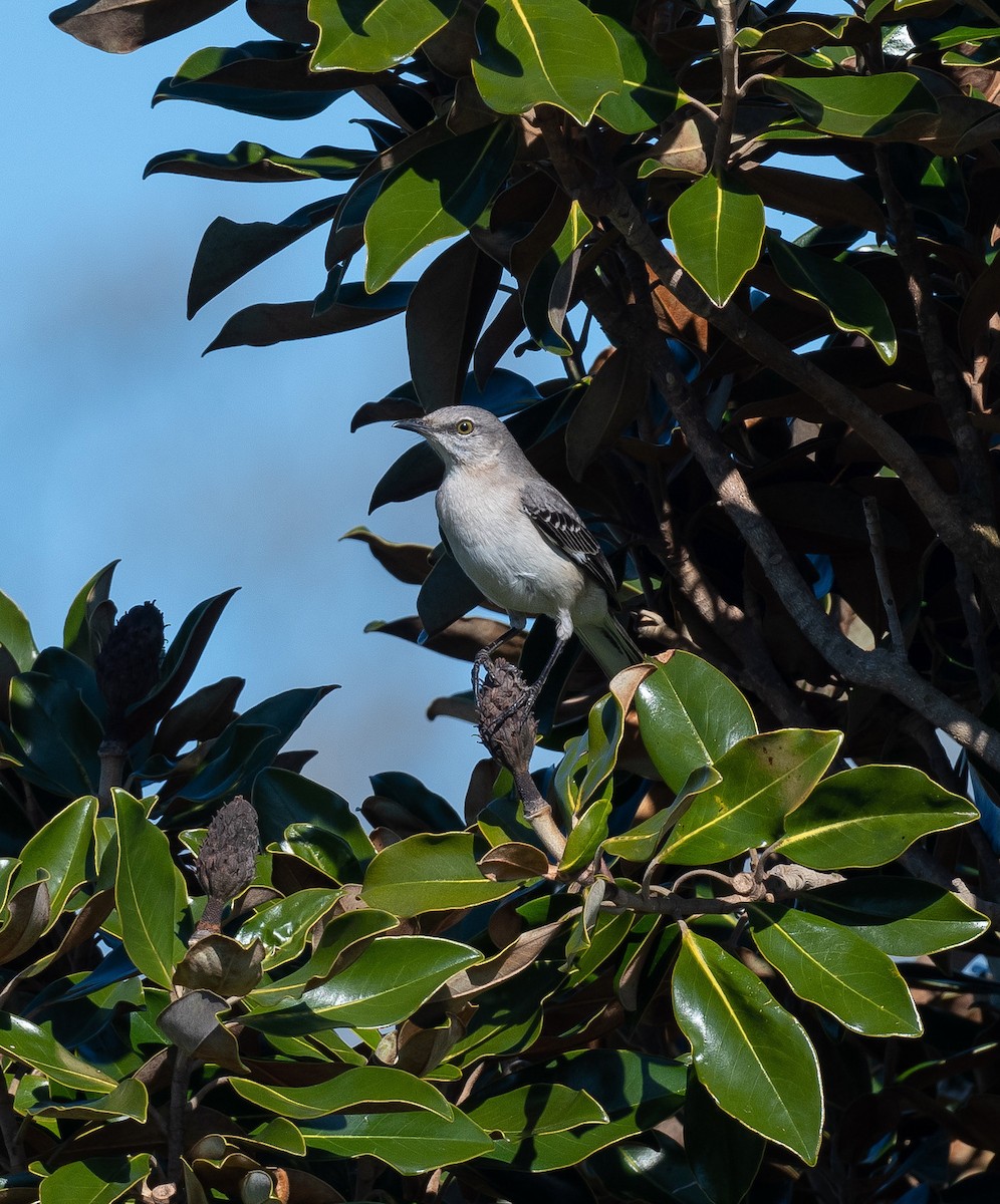 Northern Mockingbird - ML324769481