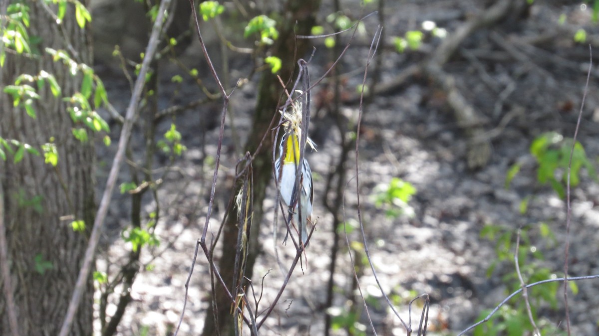 Yellow-throated Warbler - Eddie Owens