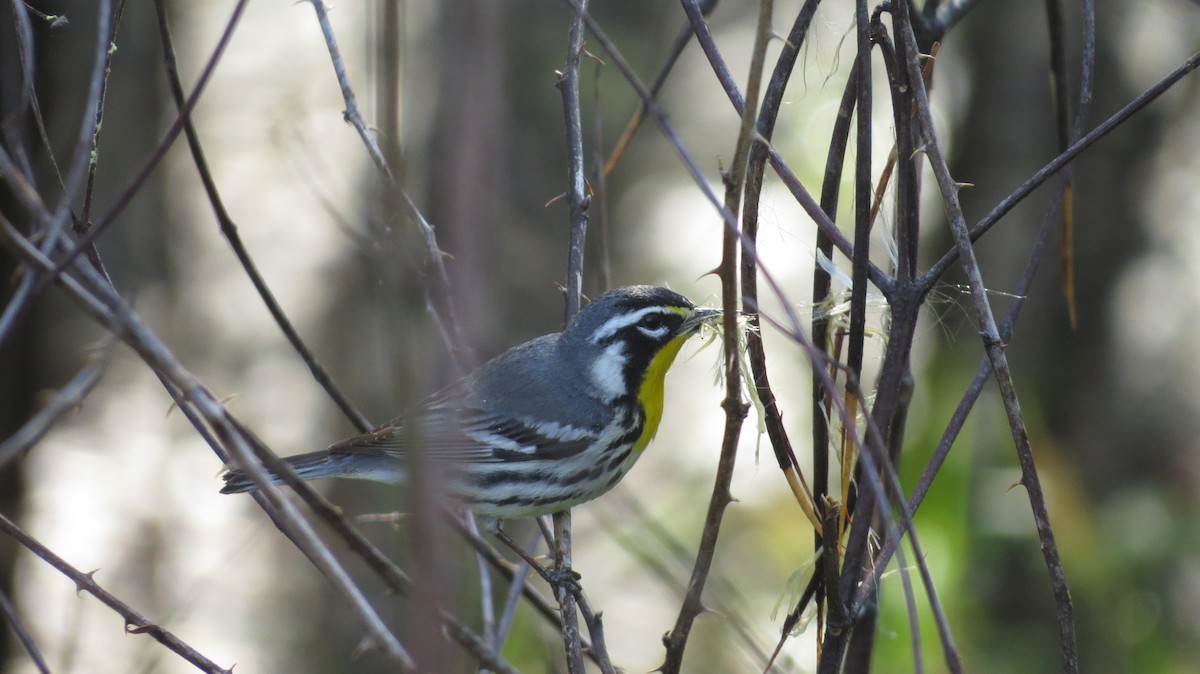 Yellow-throated Warbler - Eddie Owens