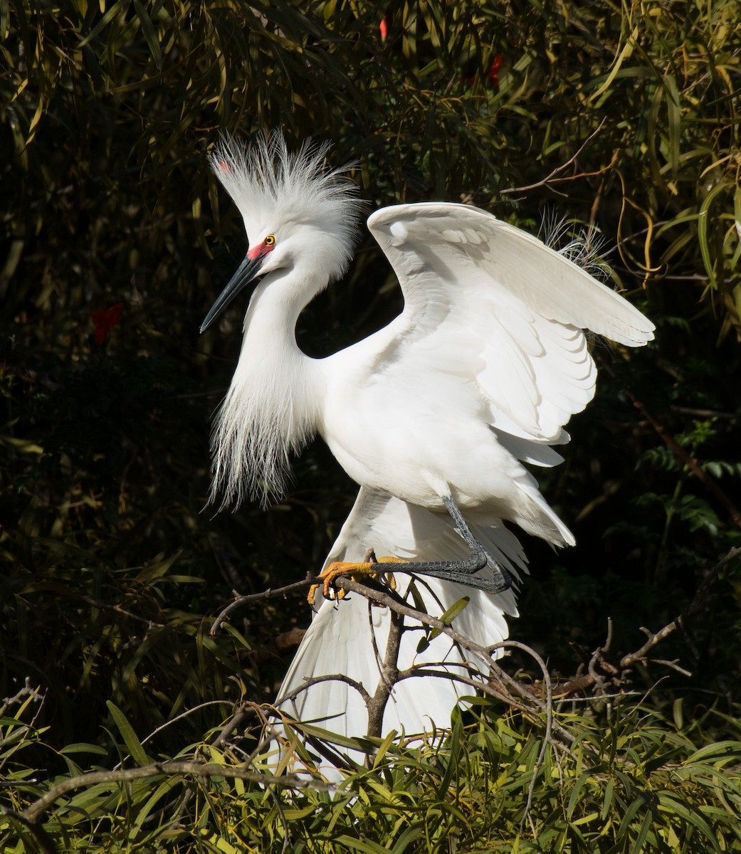 Snowy Egret - Alison Davies
