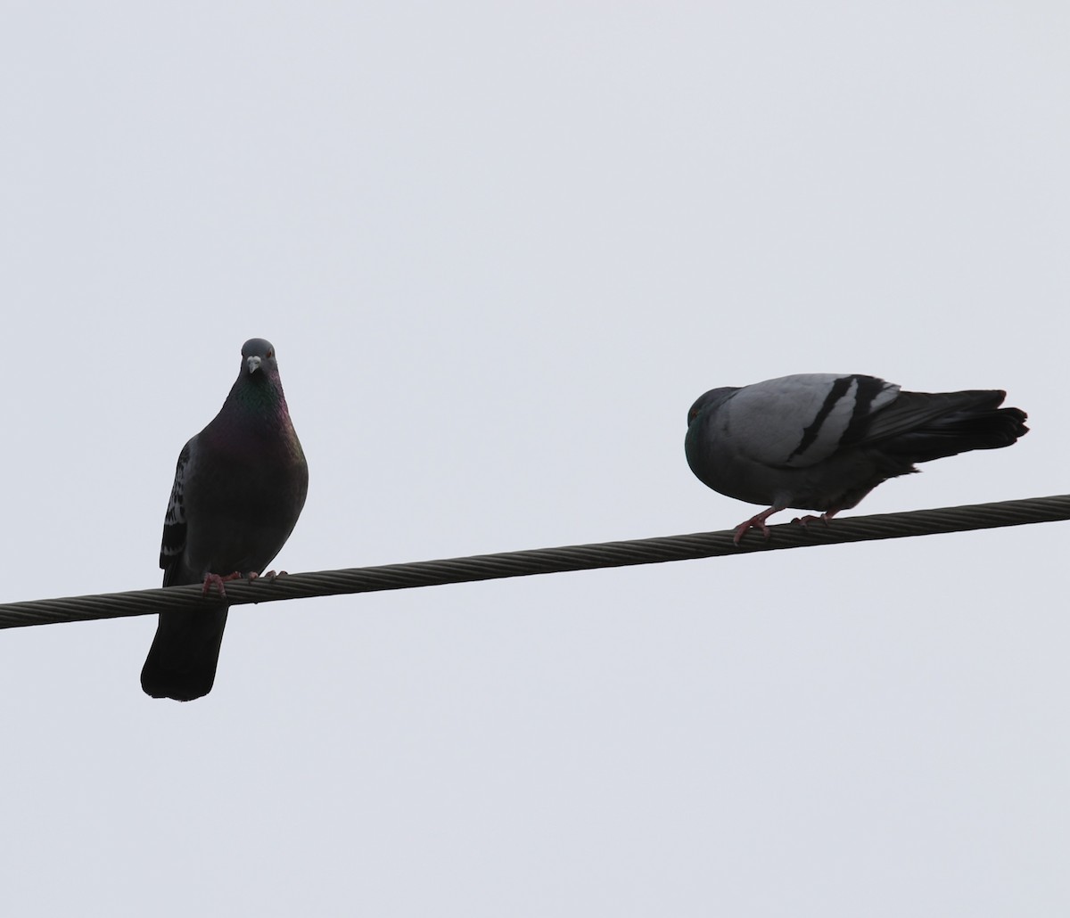 Rock Pigeon (Feral Pigeon) - ML324771641