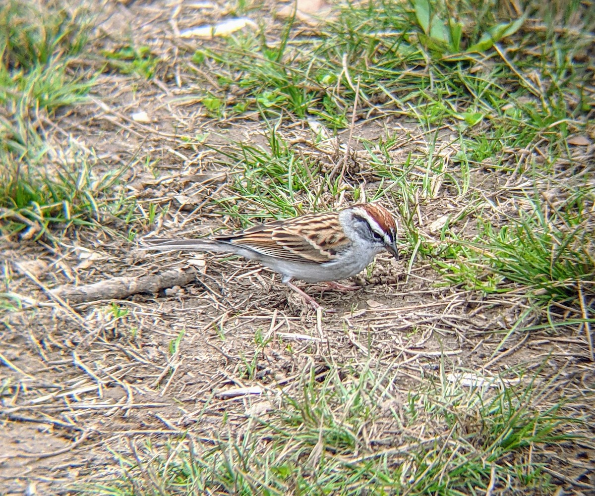 Chipping Sparrow - ML324771711