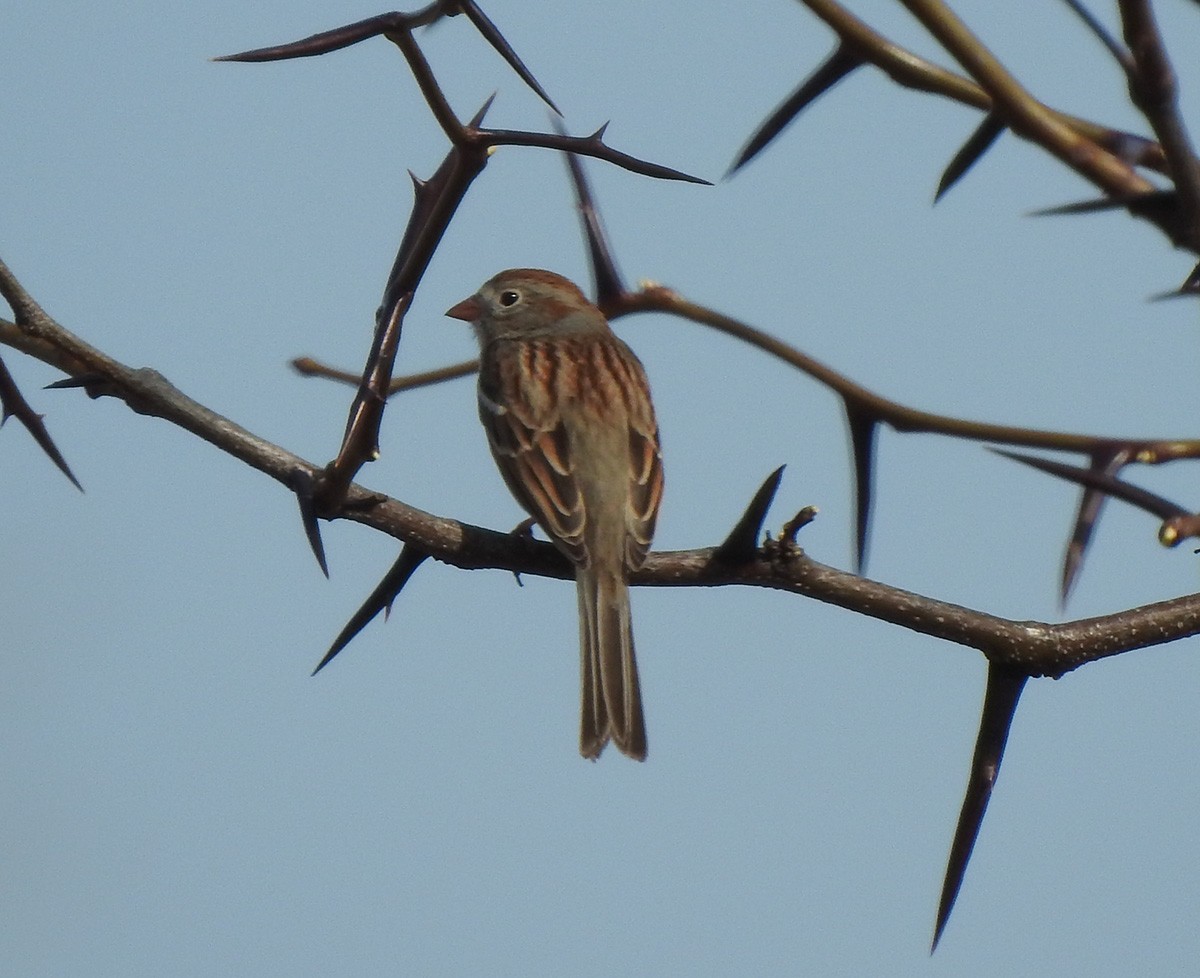 Field Sparrow - ML324772871