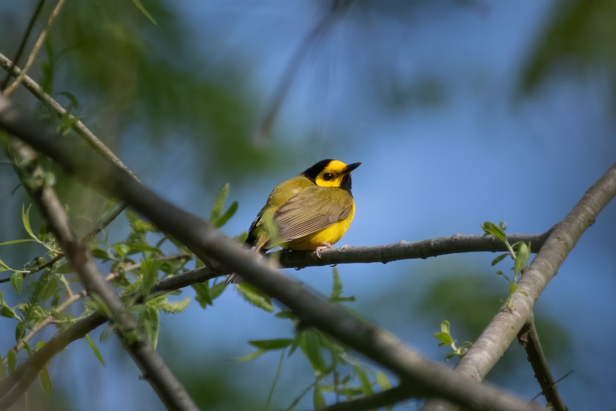 Hooded Warbler - ML324773151